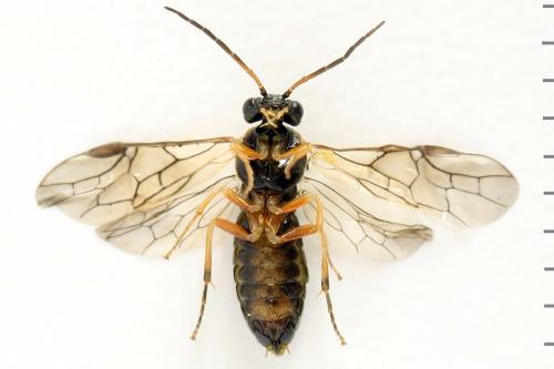 Réf. 278 321 : Platycampus luridiventris