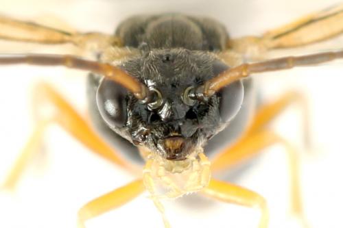 Réf. 278 322 : Platycampus luridiventris