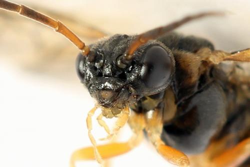 Réf. 278 323 : Platycampus luridiventris