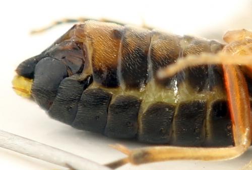 Réf. 278 324 : Platycampus luridiventris
