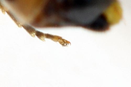 Réf. 278 326 : Platycampus luridiventris