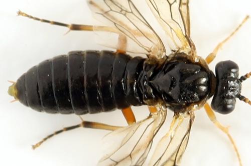 Réf. 278 327 : Platycampus luridiventris