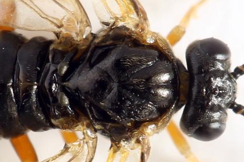 Réf. 278 328 : Platycampus luridiventris