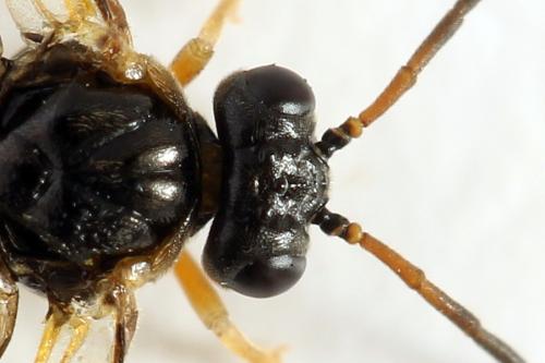 Réf. 278 329 : Platycampus luridiventris