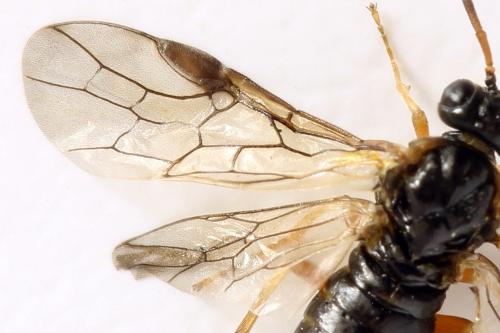 Réf. 278 330 : Platycampus luridiventris