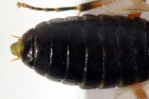 Réf. 278 331 : Platycampus luridiventris