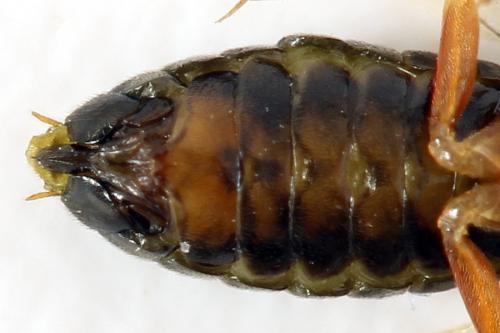 Réf. 278 332 : Platycampus luridiventris