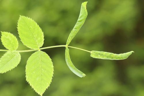 Blennocampa phyllocolpa