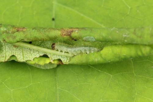 Blennocampa phyllocolpa