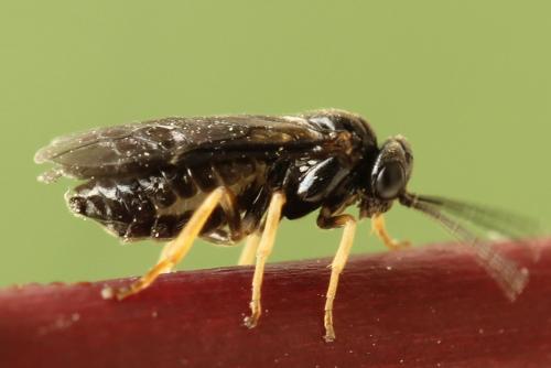 Réf. 278 226 : Metallus pumilus