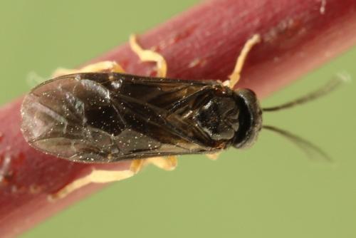 Réf. 278 227 : Metallus pumilus