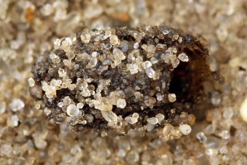 Réf. 278 229 : Metallus pumilus