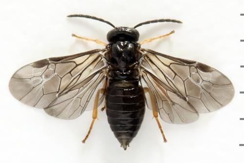 Réf. 278 230 : Metallus pumilus