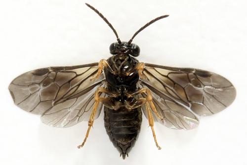Metallus pumilus