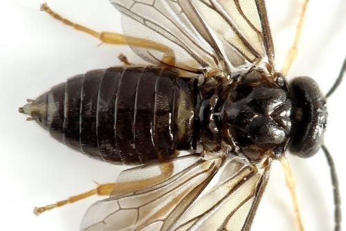 Réf. 278 232 : Metallus pumilus
