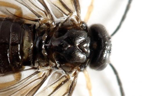 Metallus pumilus