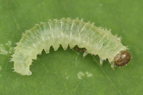 Réf. 278 750 : Blennocampa phyllocolpa