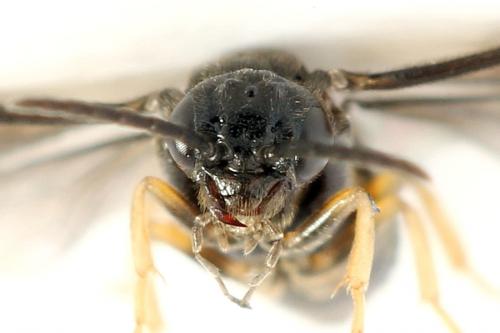 Réf. 278 238 : Metallus pumilus