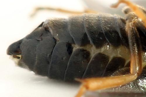 Metallus pumilus