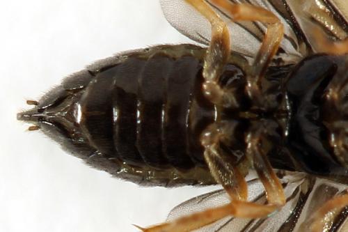 Réf. 278 243 : Metallus pumilus