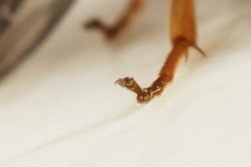 Metallus pumilus