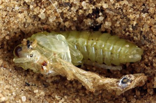 Réf. 278 276 : Macrophya sanguinolenta