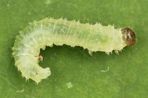 Blennocampa phyllocolpa