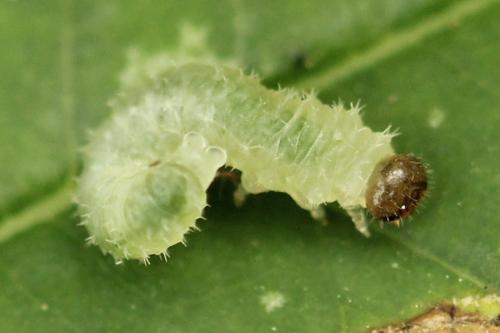 Blennocampa phyllocolpa