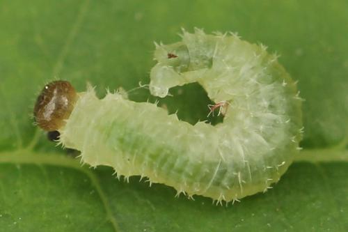 Blennocampa phyllocolpa