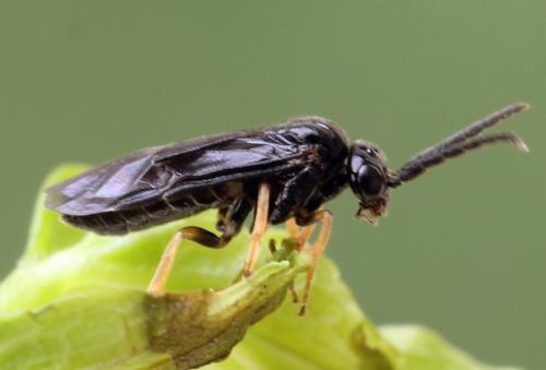 Réf. 278 249 : Metallus pumilus
