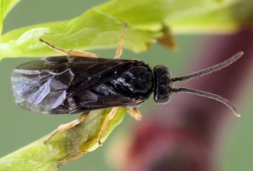 Metallus pumilus