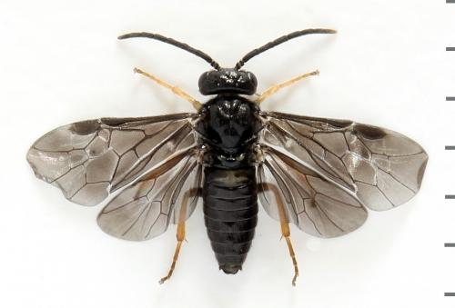 Réf. 278 251 : Metallus pumilus