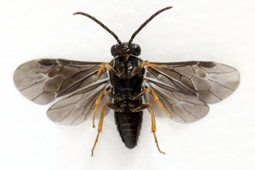 Metallus pumilus