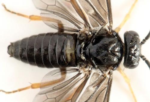 Metallus pumilus