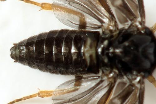 Metallus pumilus