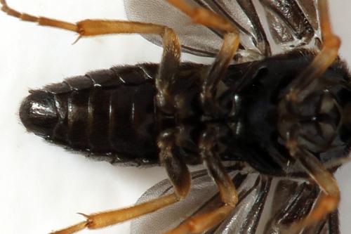 Réf. 278 255 : Metallus pumilus