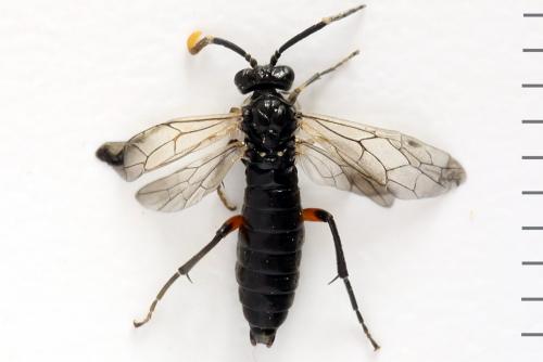 Réf. 278 277 : Macrophya sanguinolenta