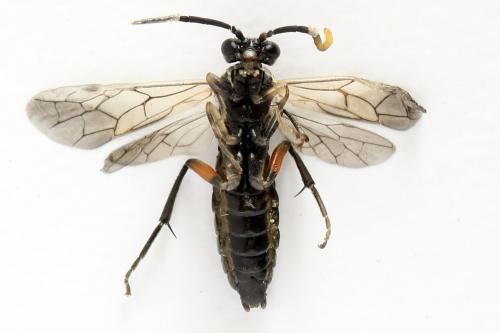 Macrophya sanguinolenta