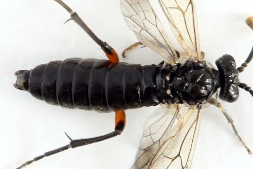 Réf. 278 279 : Macrophya sanguinolenta