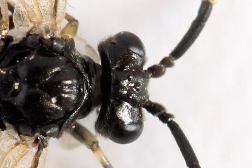Réf. 278 281 : Macrophya sanguinolenta