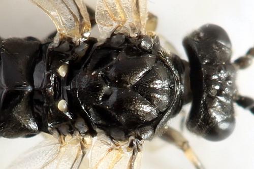 Macrophya sanguinolenta
