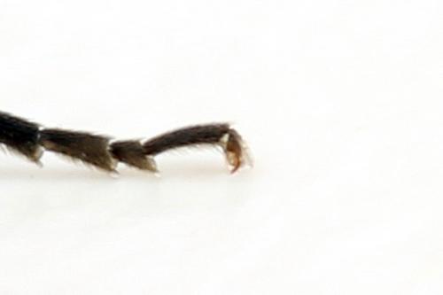 Macrophya sanguinolenta