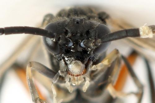 Macrophya sanguinolenta