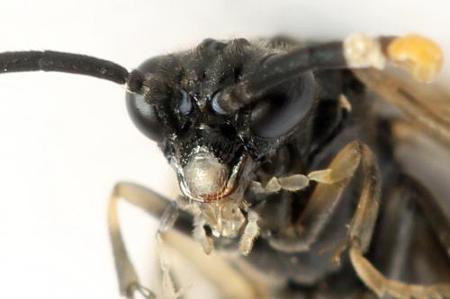 Réf. 278 286 : Macrophya sanguinolenta
