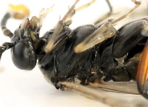 Macrophya sanguinolenta