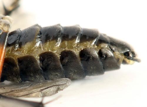 Réf. 278 288 : Macrophya sanguinolenta
