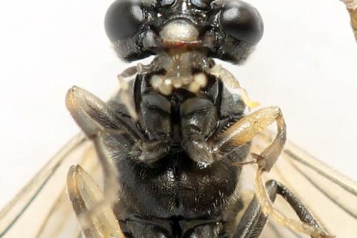 Réf. 278 289 : Macrophya sanguinolenta