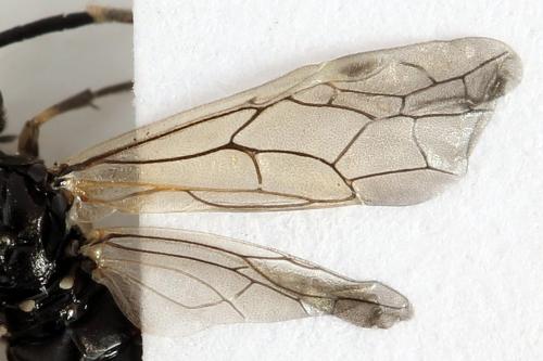 Réf. 278 290 : Macrophya sanguinolenta