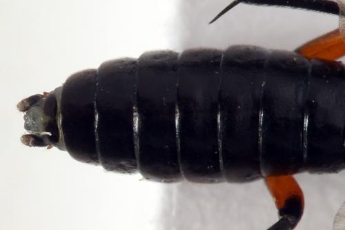 Macrophya sanguinolenta