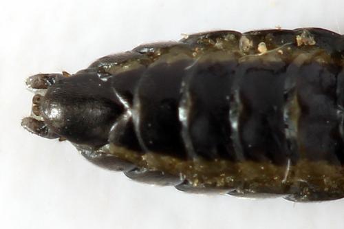 Réf. 278 292 : Macrophya sanguinolenta